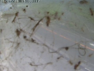 江府町佐川