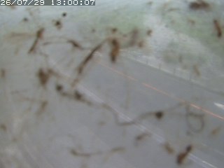 江府町佐川