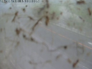 江府町佐川