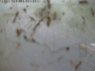 江府町佐川