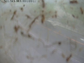 江府町佐川