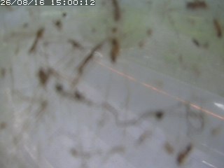 江府町佐川