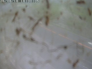 江府町佐川