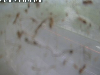 江府町佐川
