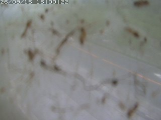 江府町佐川