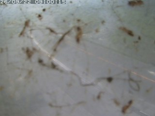 江府町佐川
