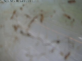 江府町佐川