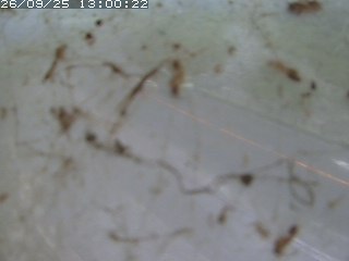 江府町佐川