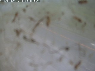 江府町佐川