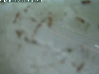 江府町佐川