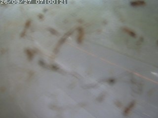 江府町佐川