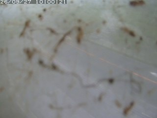 江府町佐川