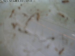 江府町佐川