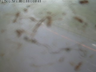 江府町佐川