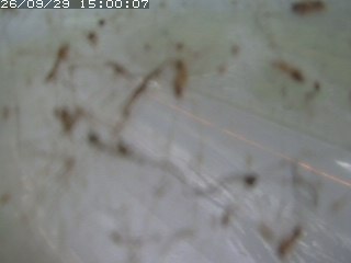 江府町佐川