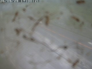 江府町佐川