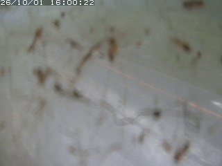 江府町佐川