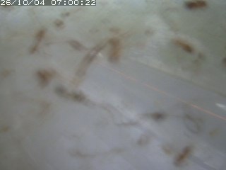 江府町佐川