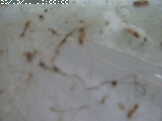 江府町佐川
