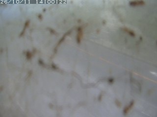 江府町佐川