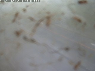 江府町佐川