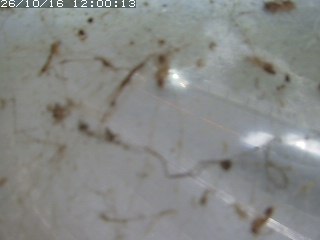 江府町佐川