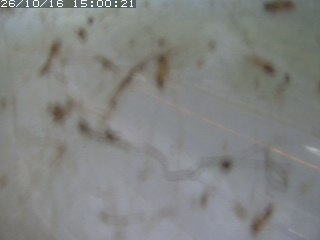 江府町佐川