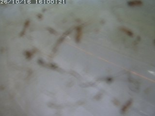 江府町佐川