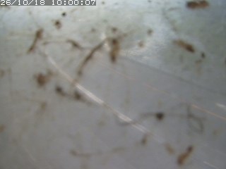 江府町佐川