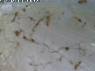 江府町佐川