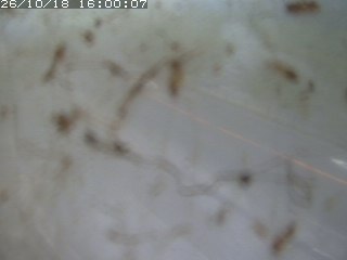 江府町佐川