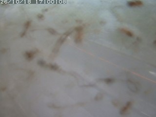 江府町佐川