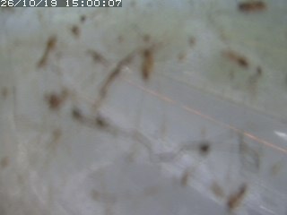 江府町佐川