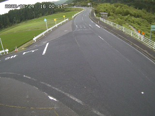 琴浦町三本杉